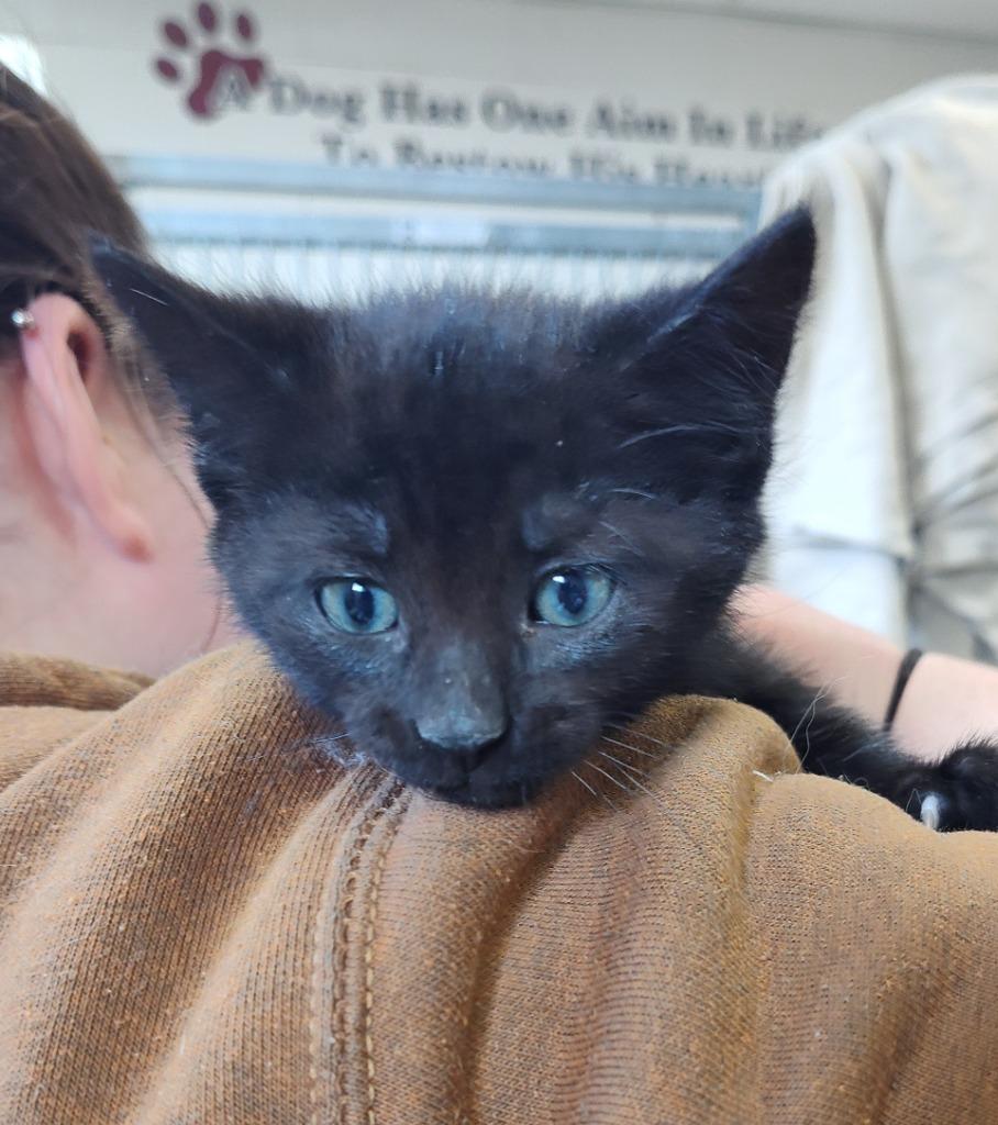 Tom Ford, Adoptable, Kitten Male Domestic Short Hair.