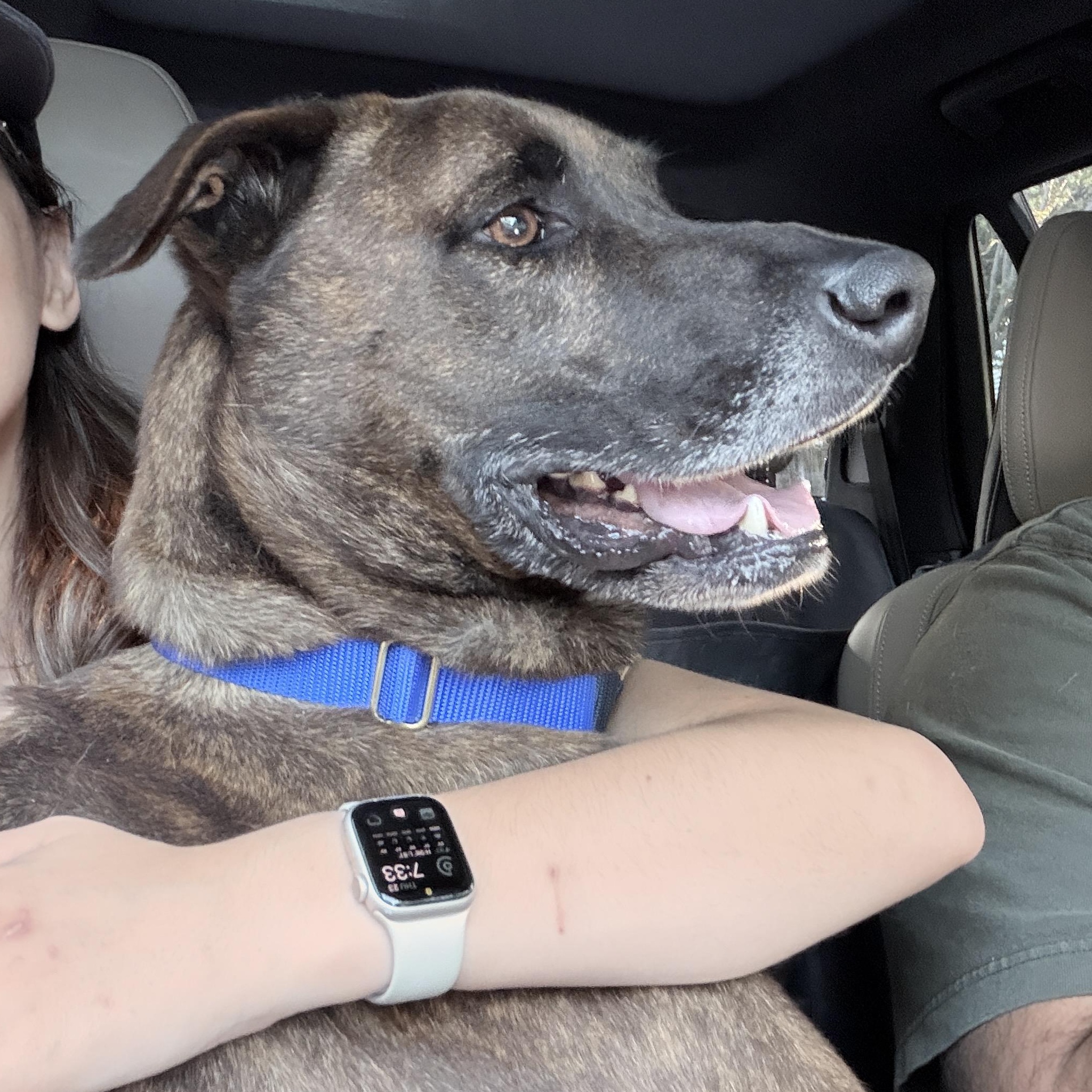 Enlarge Gucci, a Adoptable mixed breed in Pflugerville, TX image 6/6