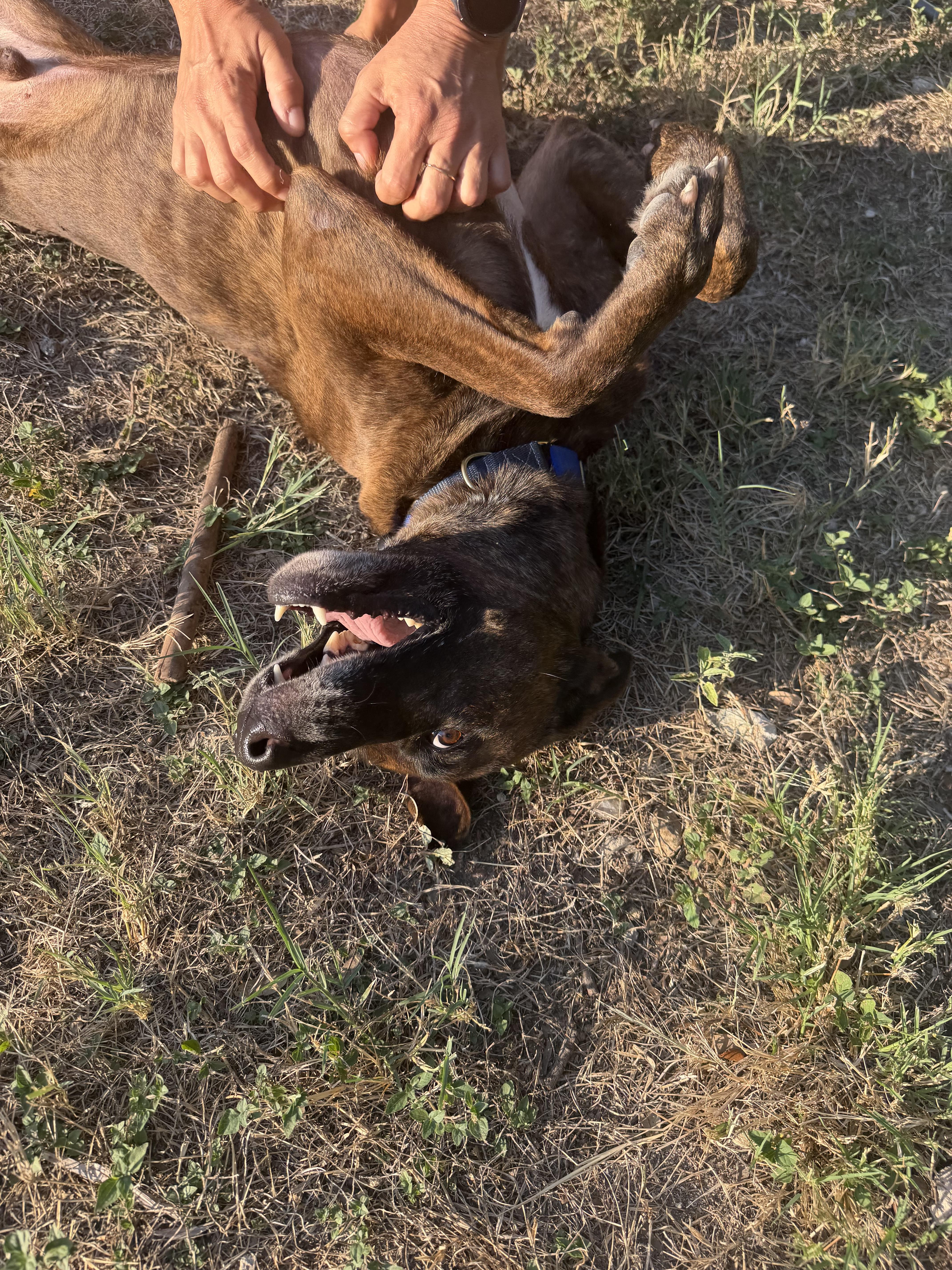 Enlarge Gucci, a Adoptable mixed breed in Pflugerville, TX image 5/6