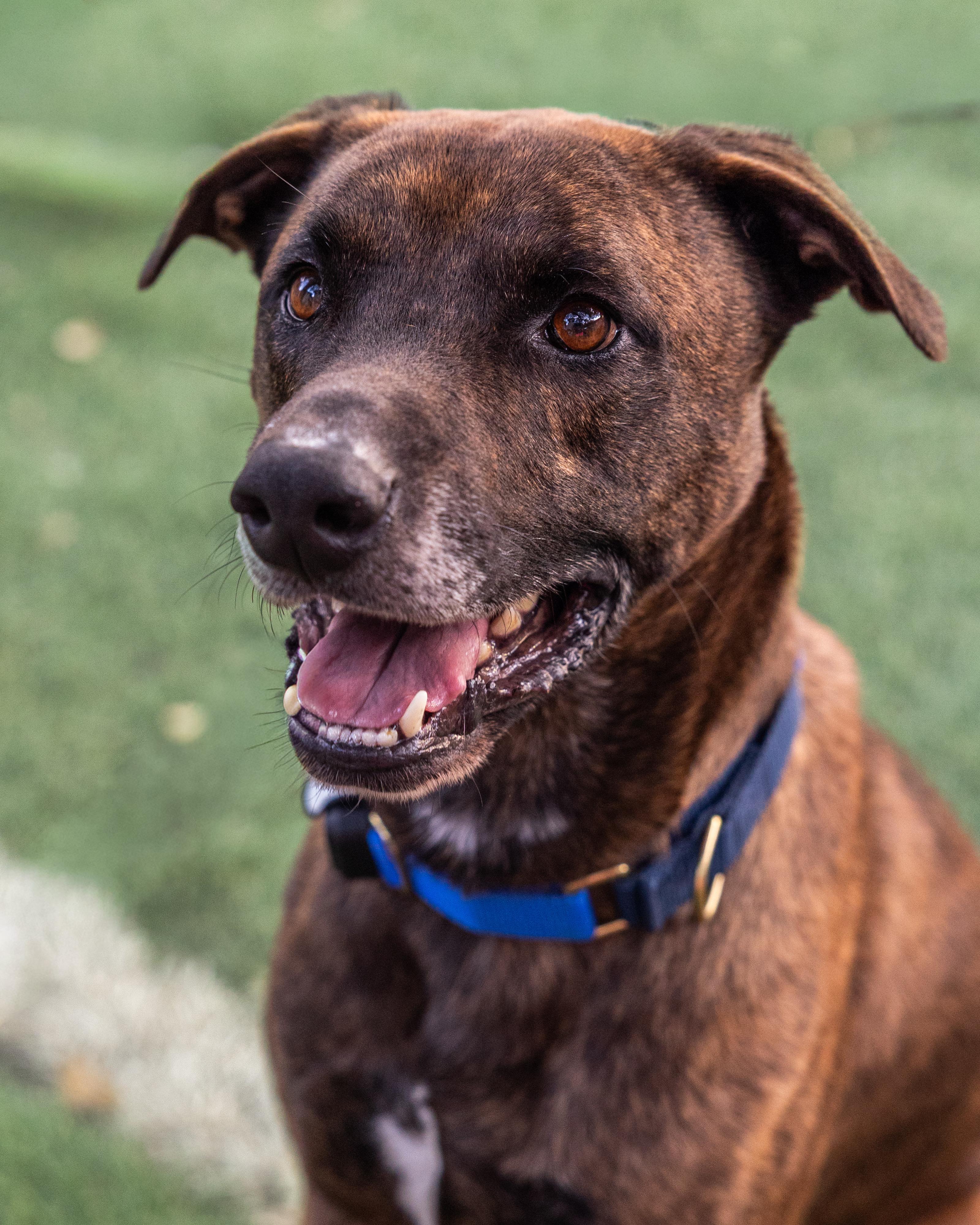 Enlarge Gucci, a Adoptable mixed breed in Pflugerville, TX image 3/6