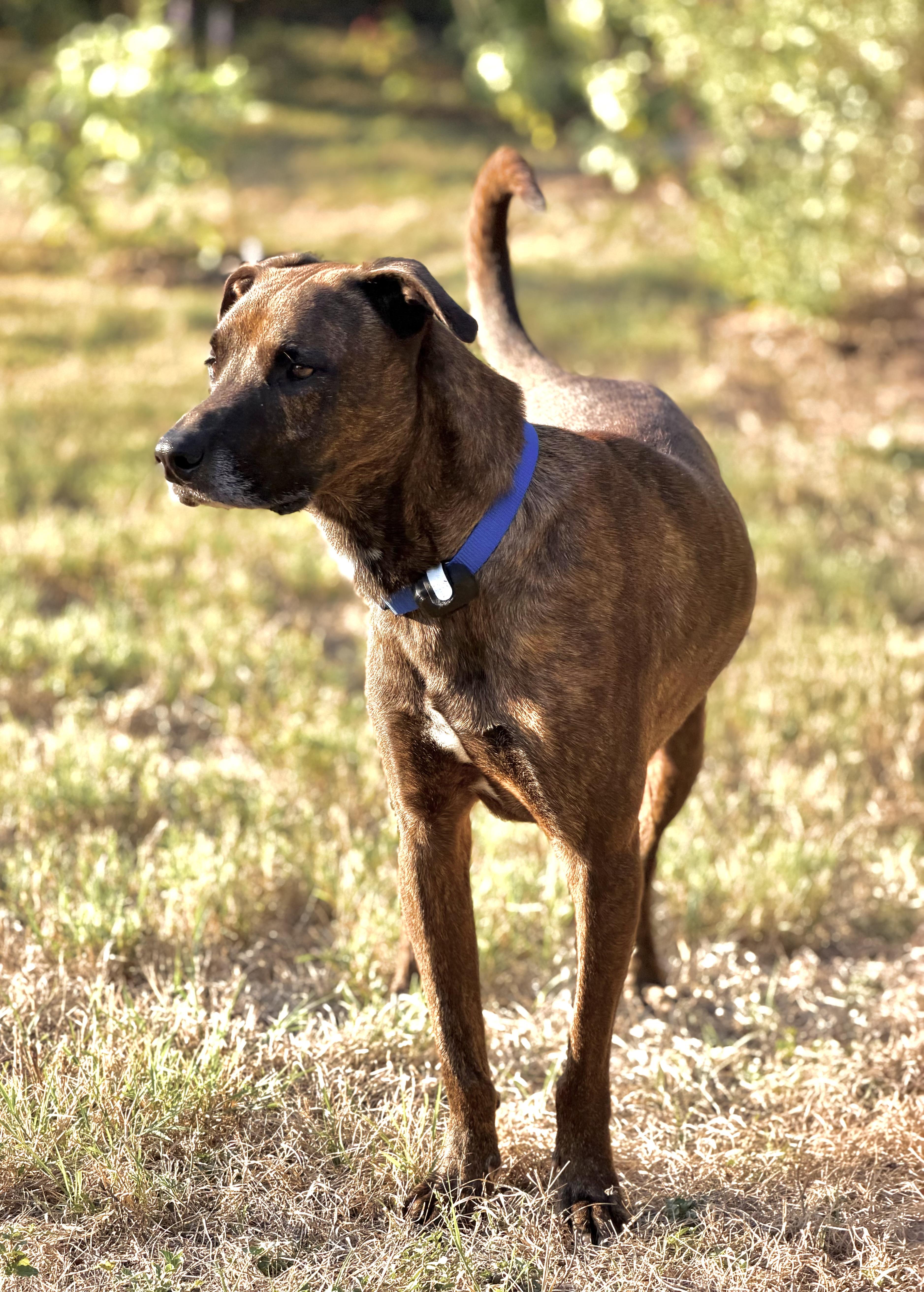 Enlarge Gucci, a Adoptable mixed breed in Pflugerville, TX image 2/6