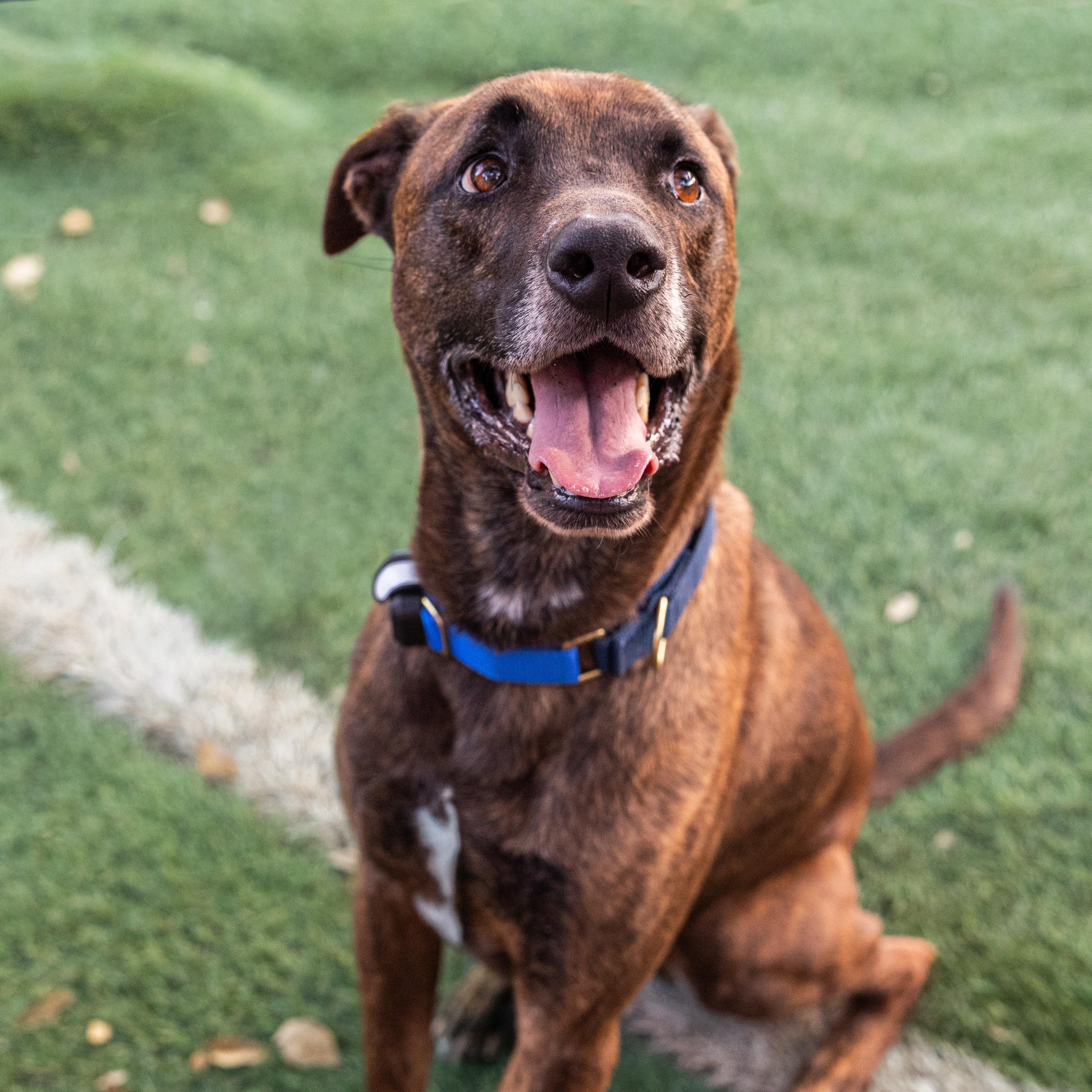 Gucci, Adoptable, Adult Male Plott Hound.