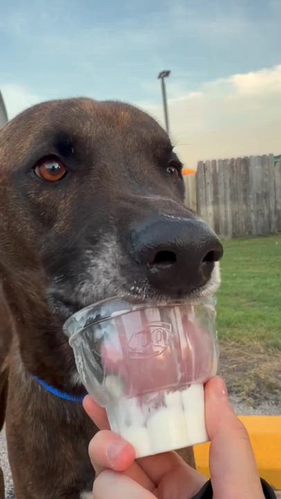 Enlarge Gucci, a Adoptable mixed breed in Pflugerville, TX video 4/6