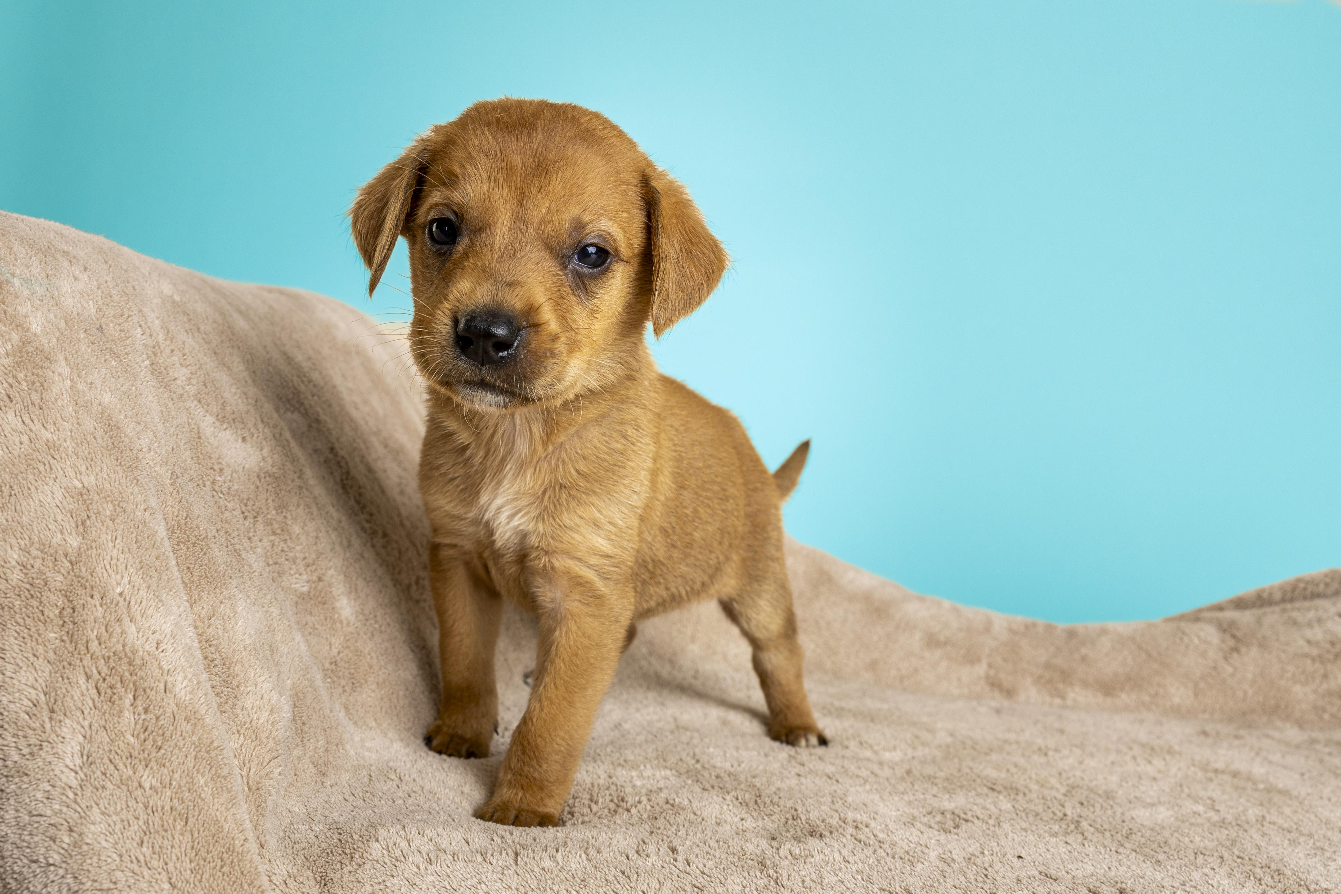 Melody, adopted, Puppy Female Labrador Retriever & Australian Cattle Dog / Blue Heeler.