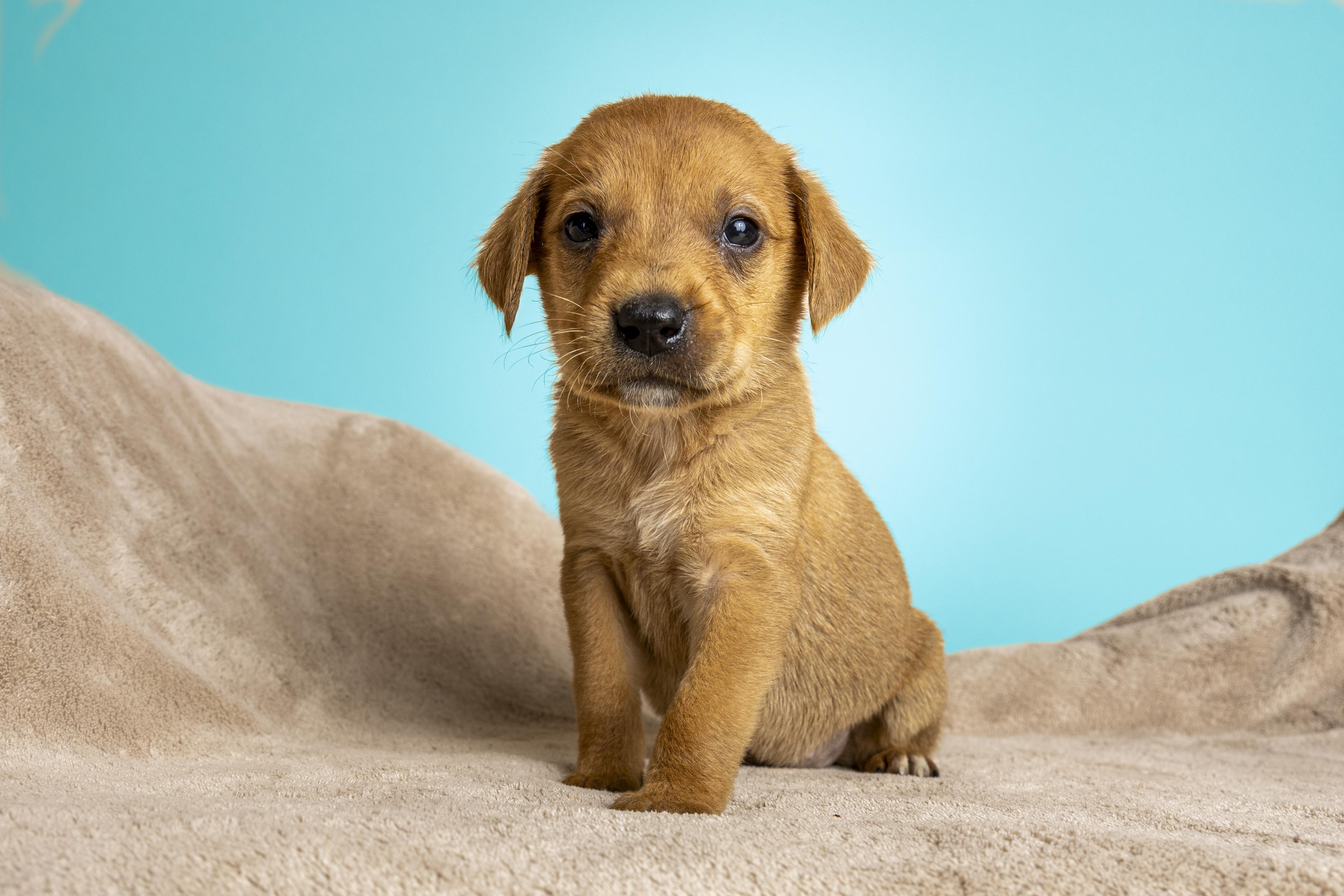 Melody, an adopted mixed breed in Simsbury, CT image 2/4