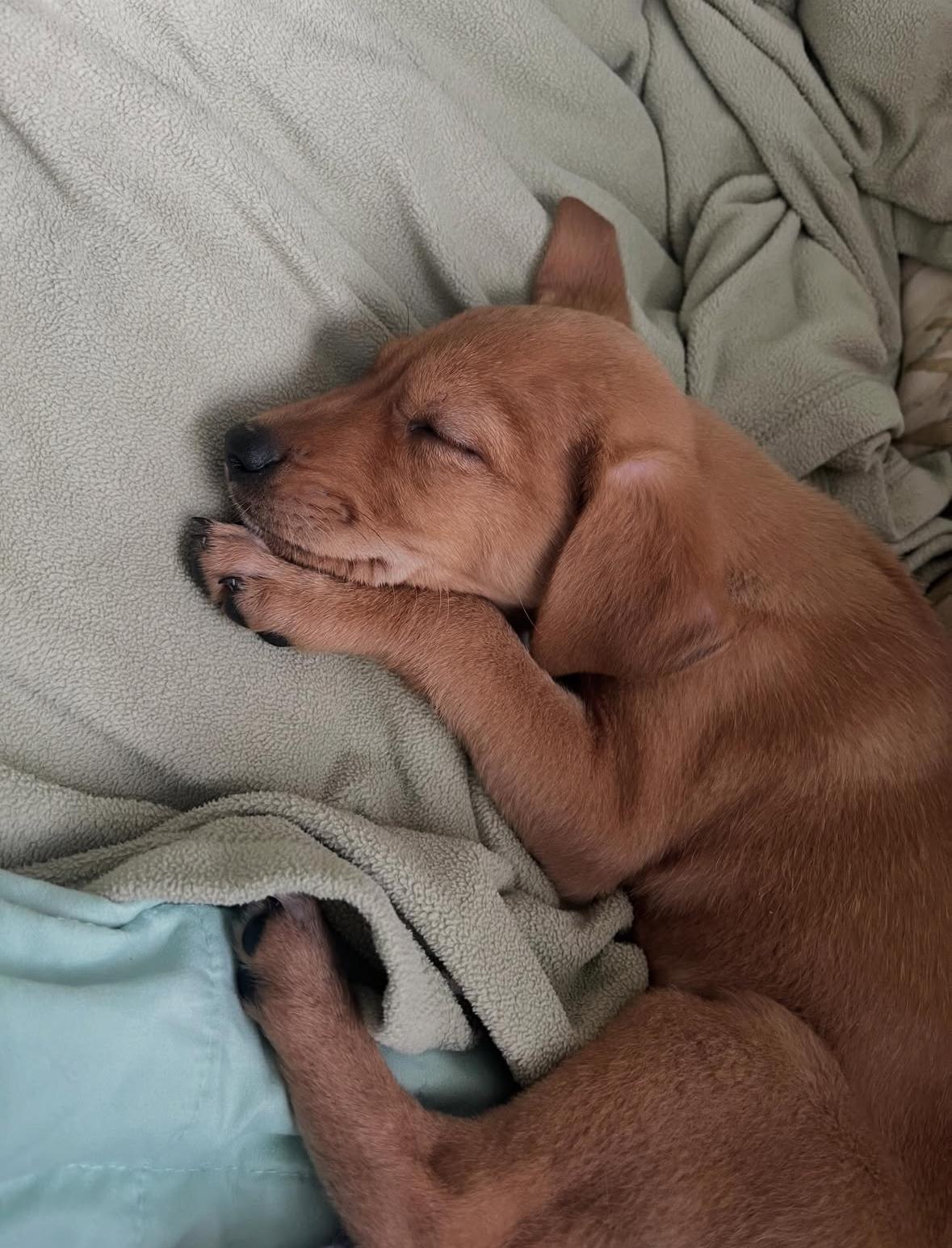 Melody, an adopted mixed breed in Simsbury, CT image 4/4