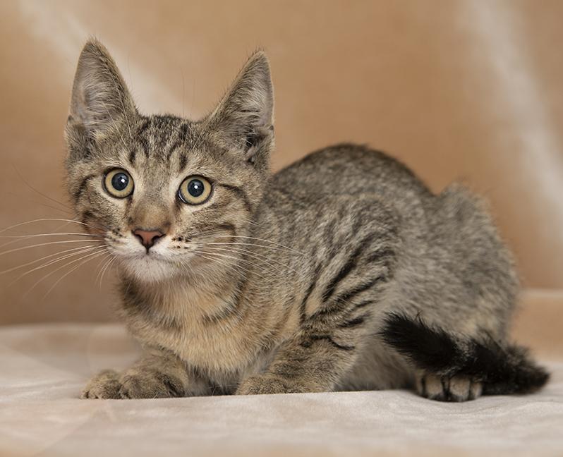 Enlarge Monty, a ADOPTABLE Domestic Short Hair in Chicago, IL image 4/4