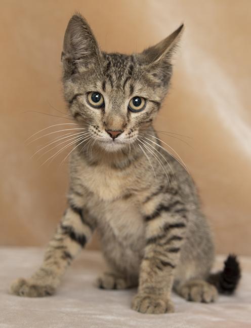 Enlarge Monty, a ADOPTABLE Domestic Short Hair in Chicago, IL image 2/4