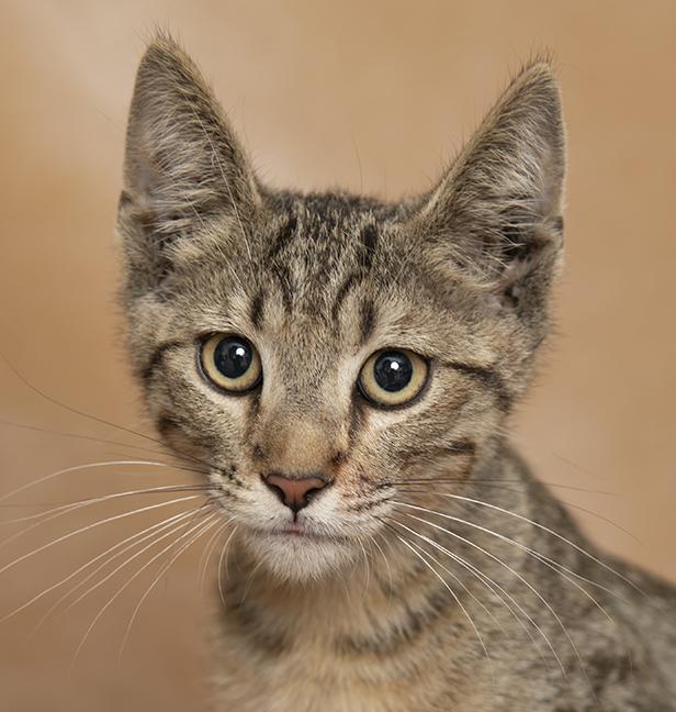 Monty, ADOPTABLE, Kitten Male Domestic Short Hair.