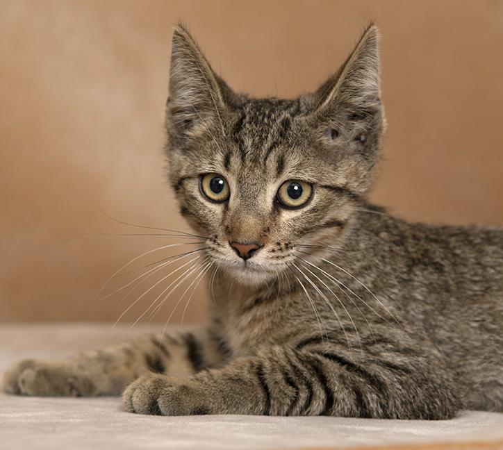 Enlarge Monty, a ADOPTABLE Domestic Short Hair in Chicago, IL image 3/4
