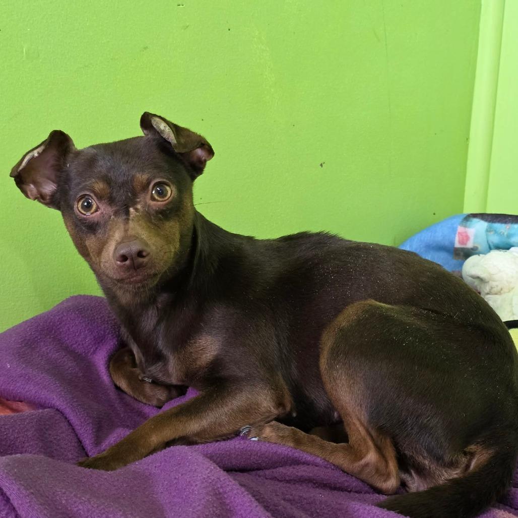 Millipede, Adoptable, Adult Female Chihuahua.