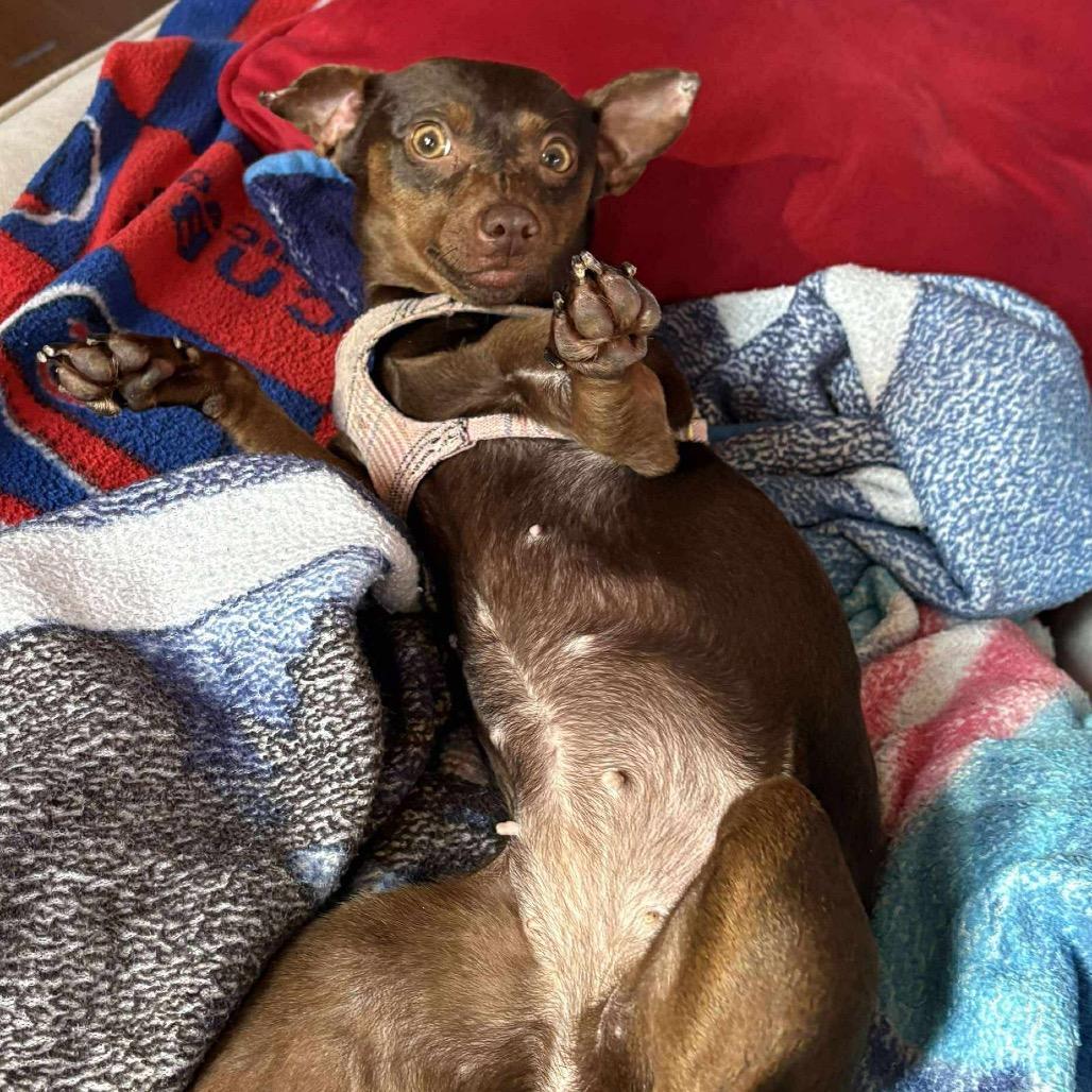 Millipede, a Adoptable Chihuahua in Jackson, MO image 2/4