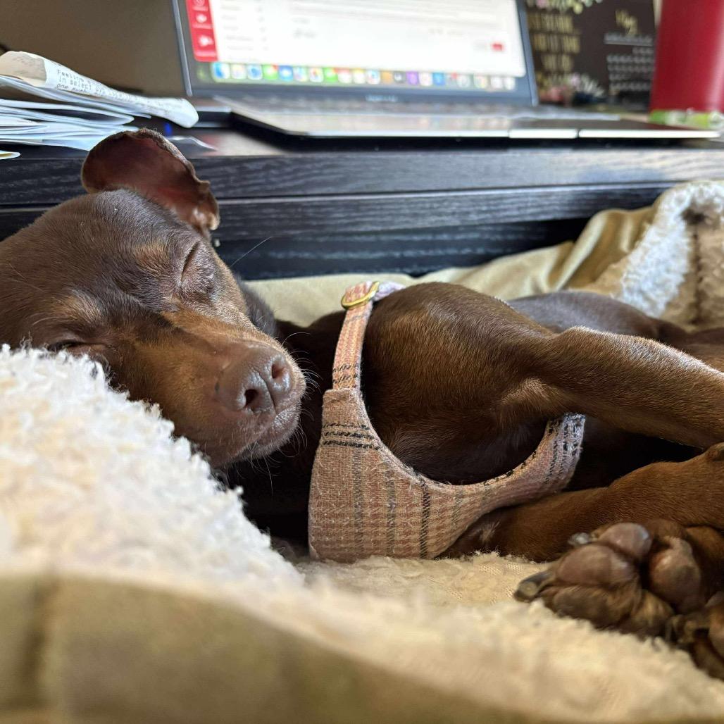 Millipede, a Adoptable Chihuahua in Jackson, MO image 3/4