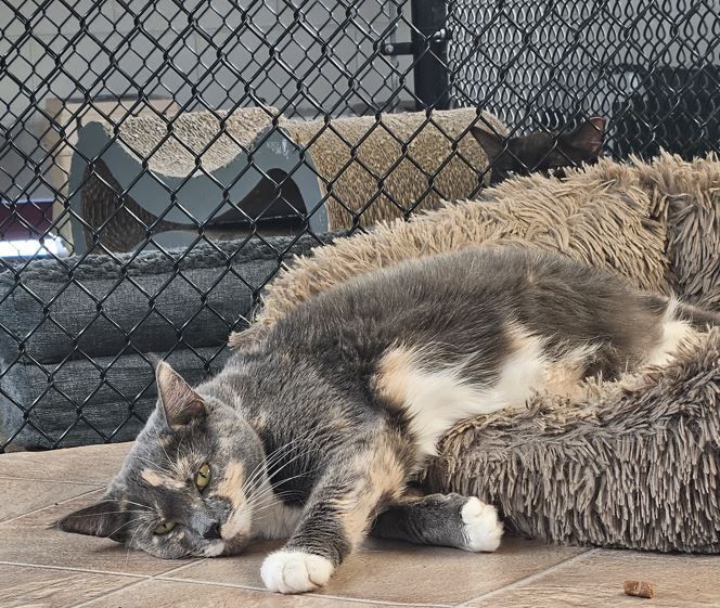 Dove, a Adoptable mixed breed in Old Bridge, NJ image 2/3