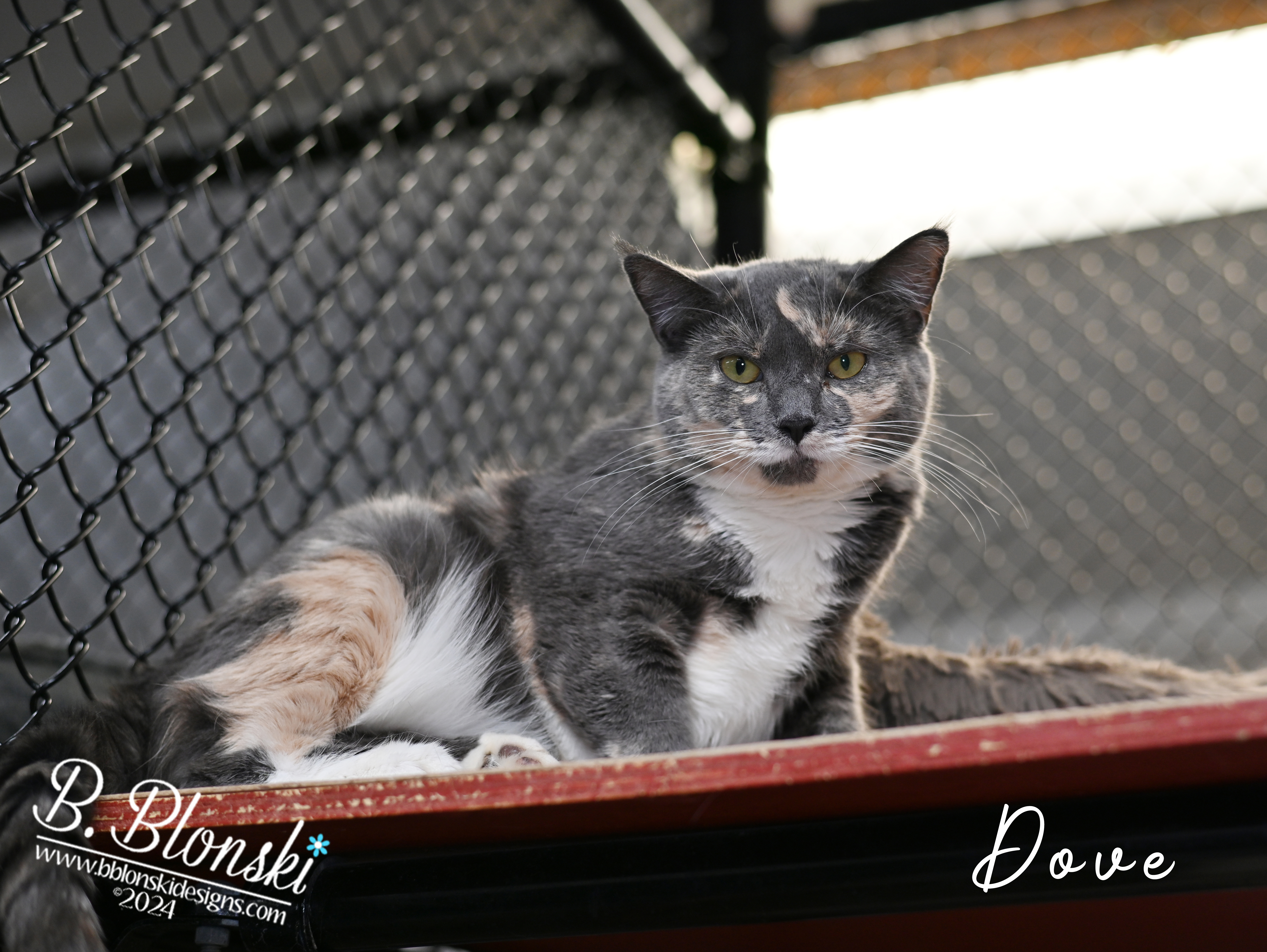 Dove, a Adoptable mixed breed in Old Bridge, NJ image 3/3