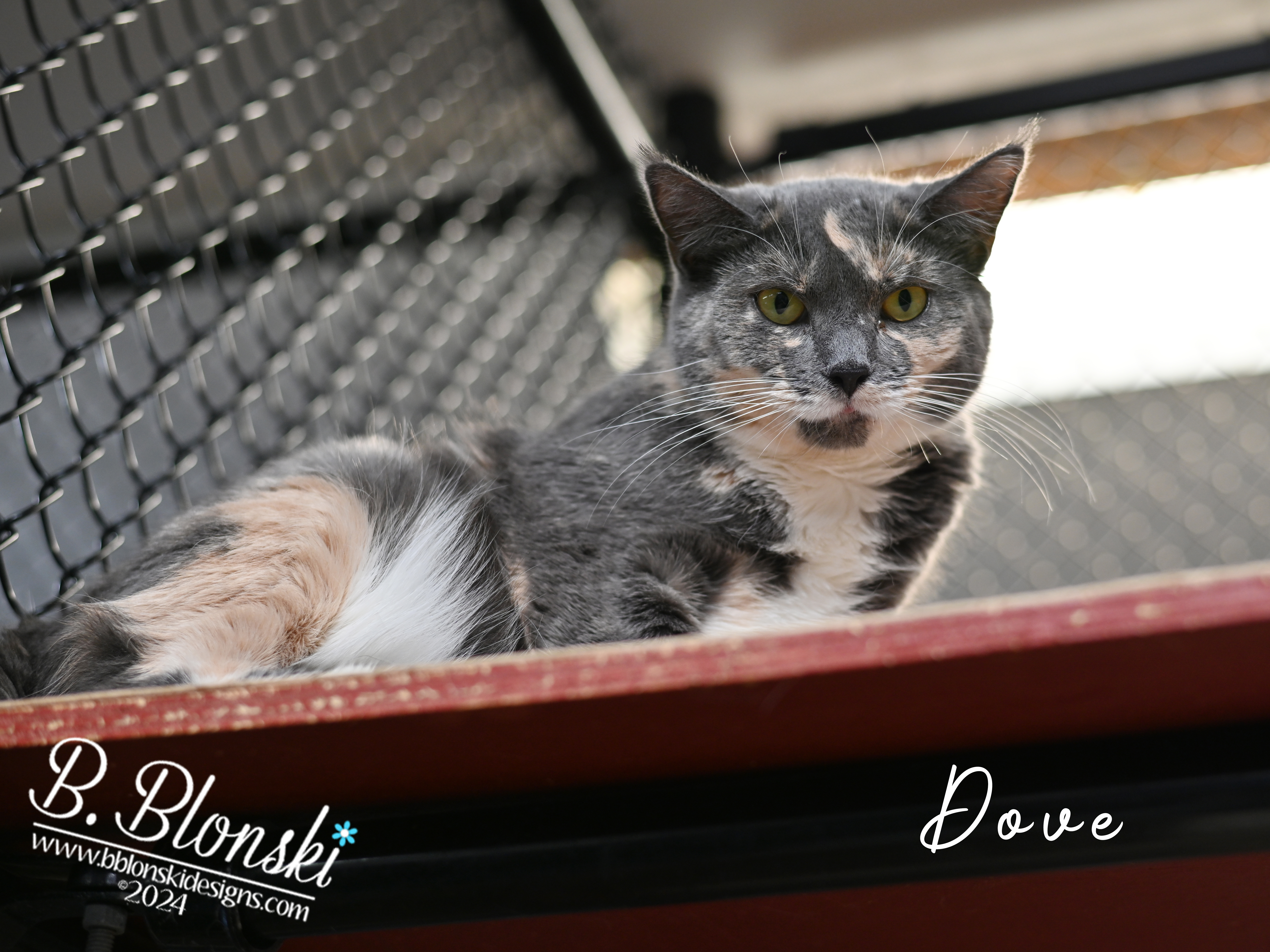 Dove, a Adoptable mixed breed in Old Bridge, NJ image 1/3