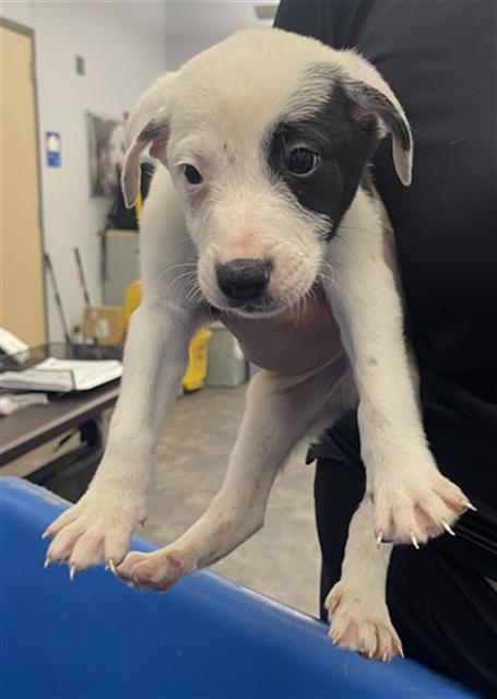 DEWY — thumbnail 2