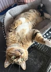 Enlarge Kris Kringle, a Adoptable mixed breed in San Diego, CA image 1/2