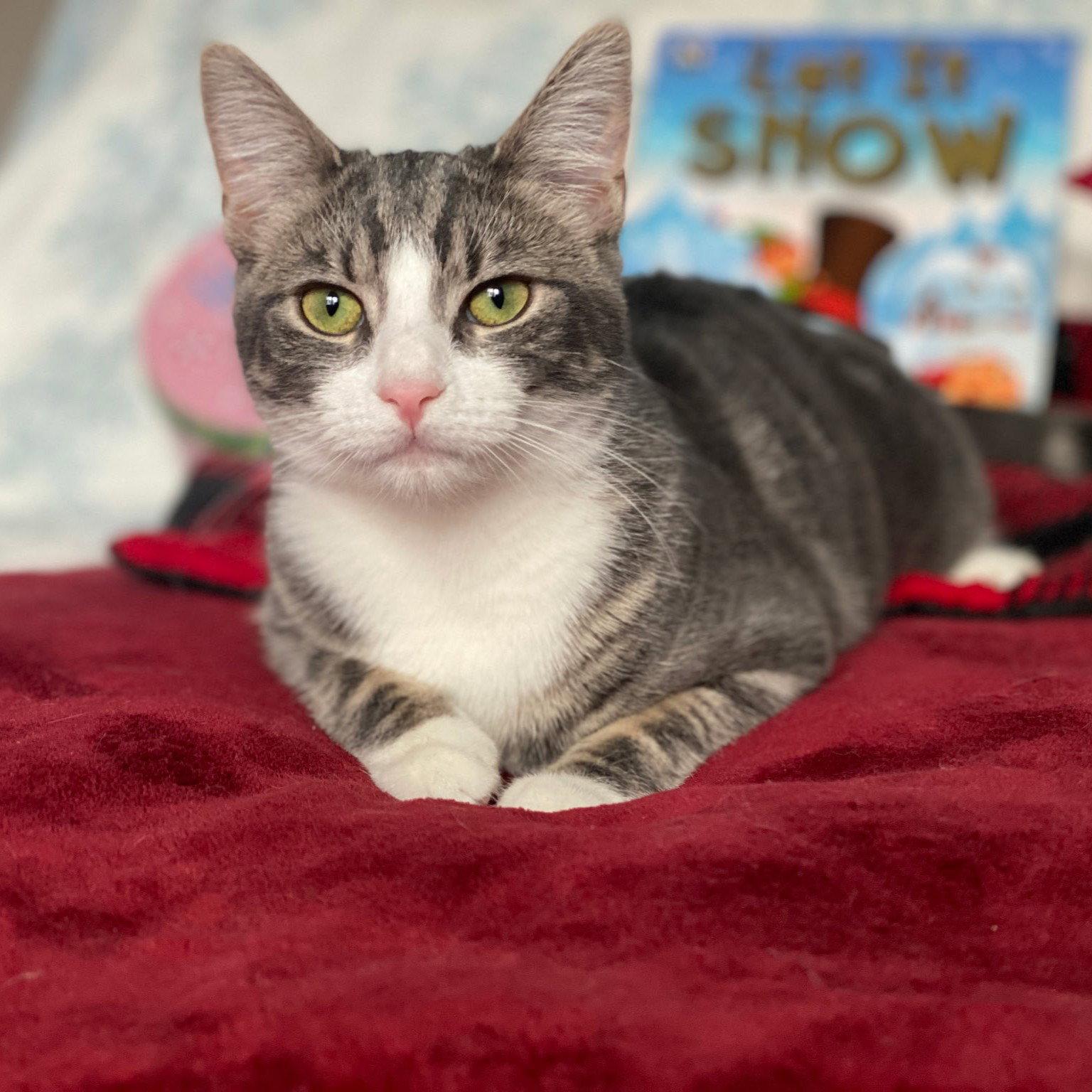 Enlarge Willow 1 year female AVAILABLE 4/15, a Adopted Domestic Short Hair in Sterling, MA image 1/1