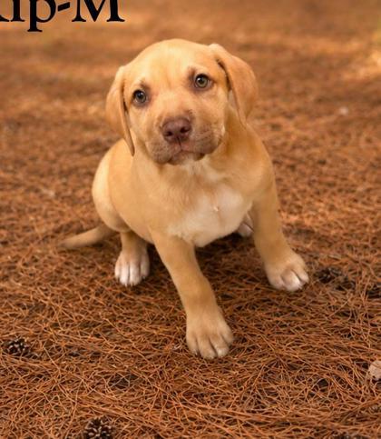 Enlarge Kip, a Adoptable mixed breed in Guntersville, AL image 1/1