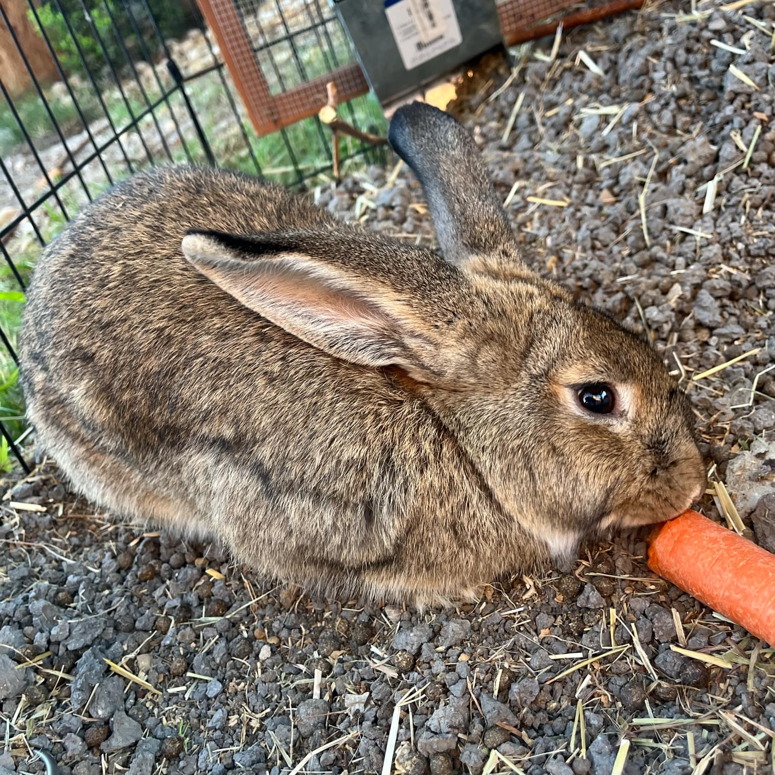 Rabbit for adoption KEKE, a Flemish Giant & Lop Eared Mix in Grand