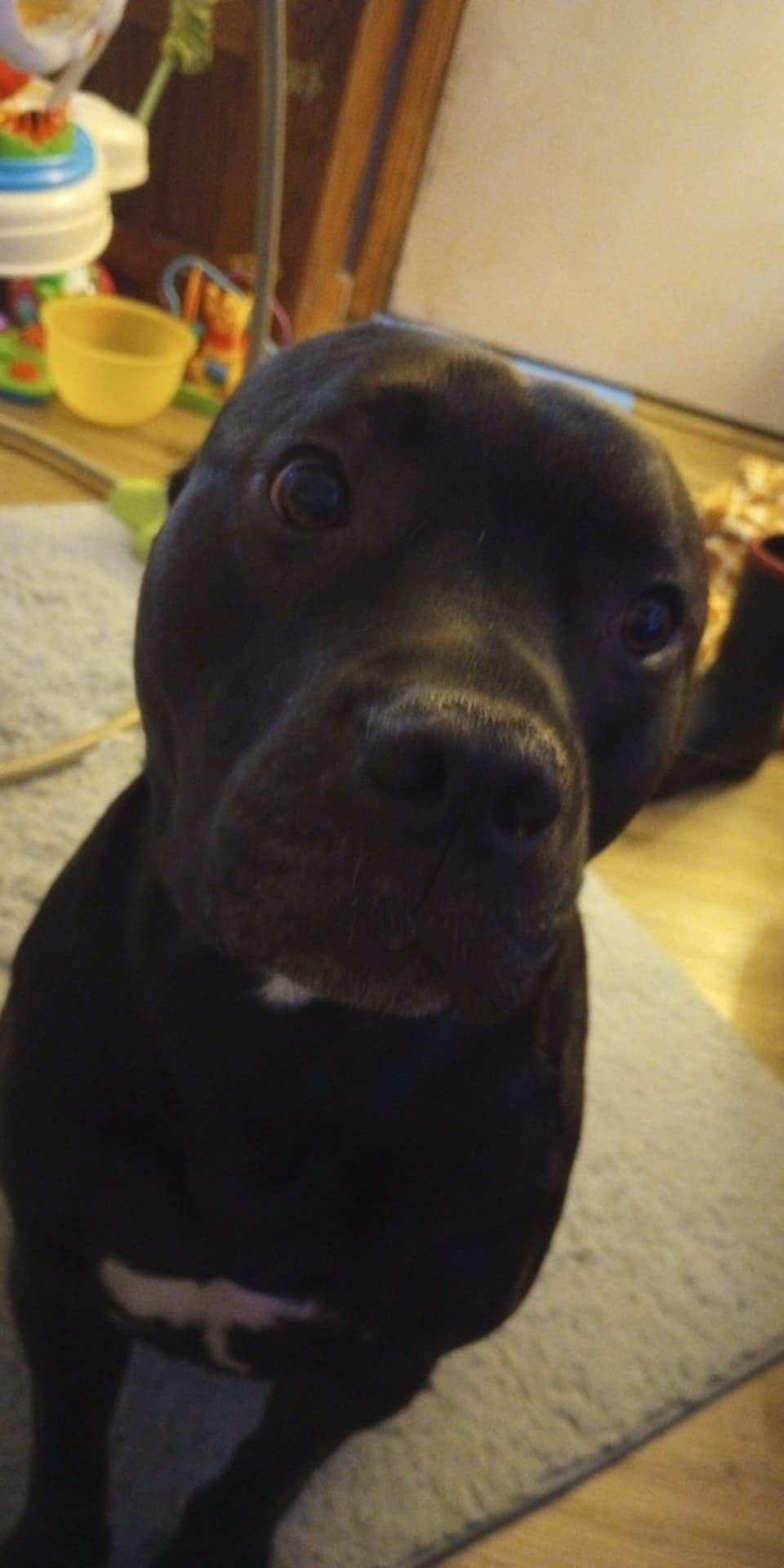 Rollie - Courtesy Listing see info, an adoptable Pit Bull Terrier, Black Labrador Retriever in Polson, MT, 59860 | Photo Image 1