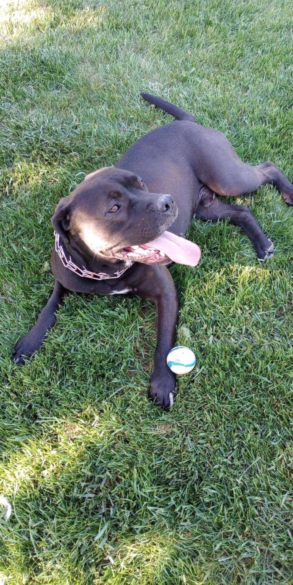 Rollie - Courtesy Listing see info, an adoptable Pit Bull Terrier, Black Labrador Retriever in Polson, MT, 59860 | Photo Image 2