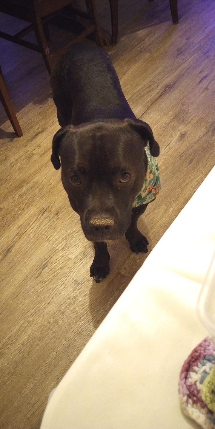 Rollie - Courtesy Listing see info, an adoptable Pit Bull Terrier, Black Labrador Retriever in Polson, MT, 59860 | Photo Image 3