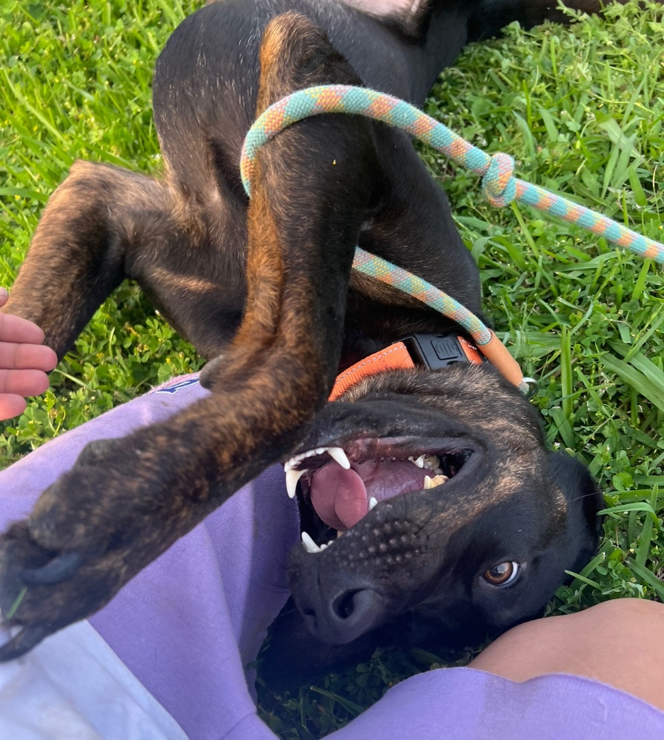 Brutus, Adoptable, Adult Male Labrador Retriever.