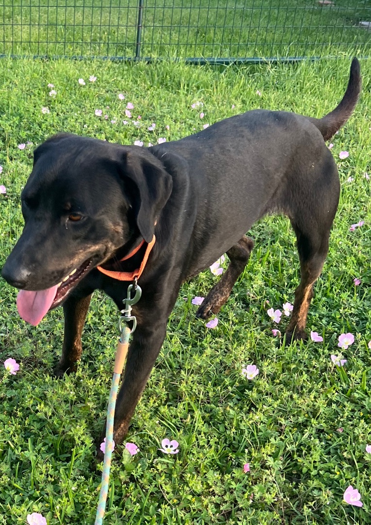 Brutus, a Adoptable mixed breed in Louise, TX image 2/8