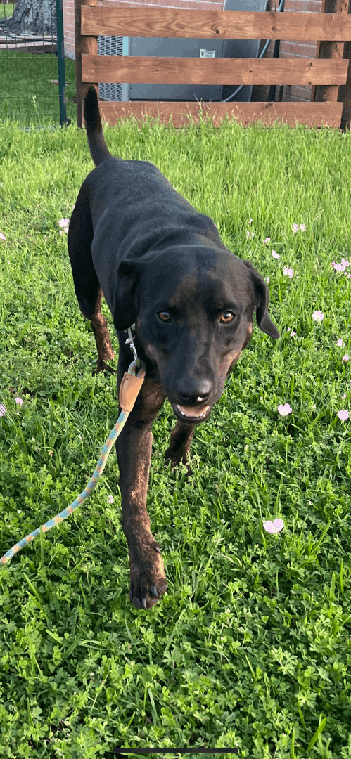 Brutus, a Adoptable mixed breed in Louise, TX image 3/8