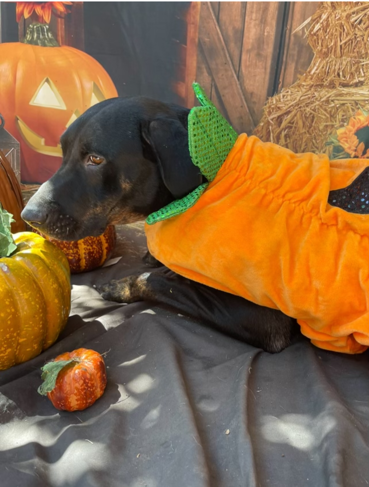 Brutus, a Adoptable mixed breed in Louise, TX image 4/8