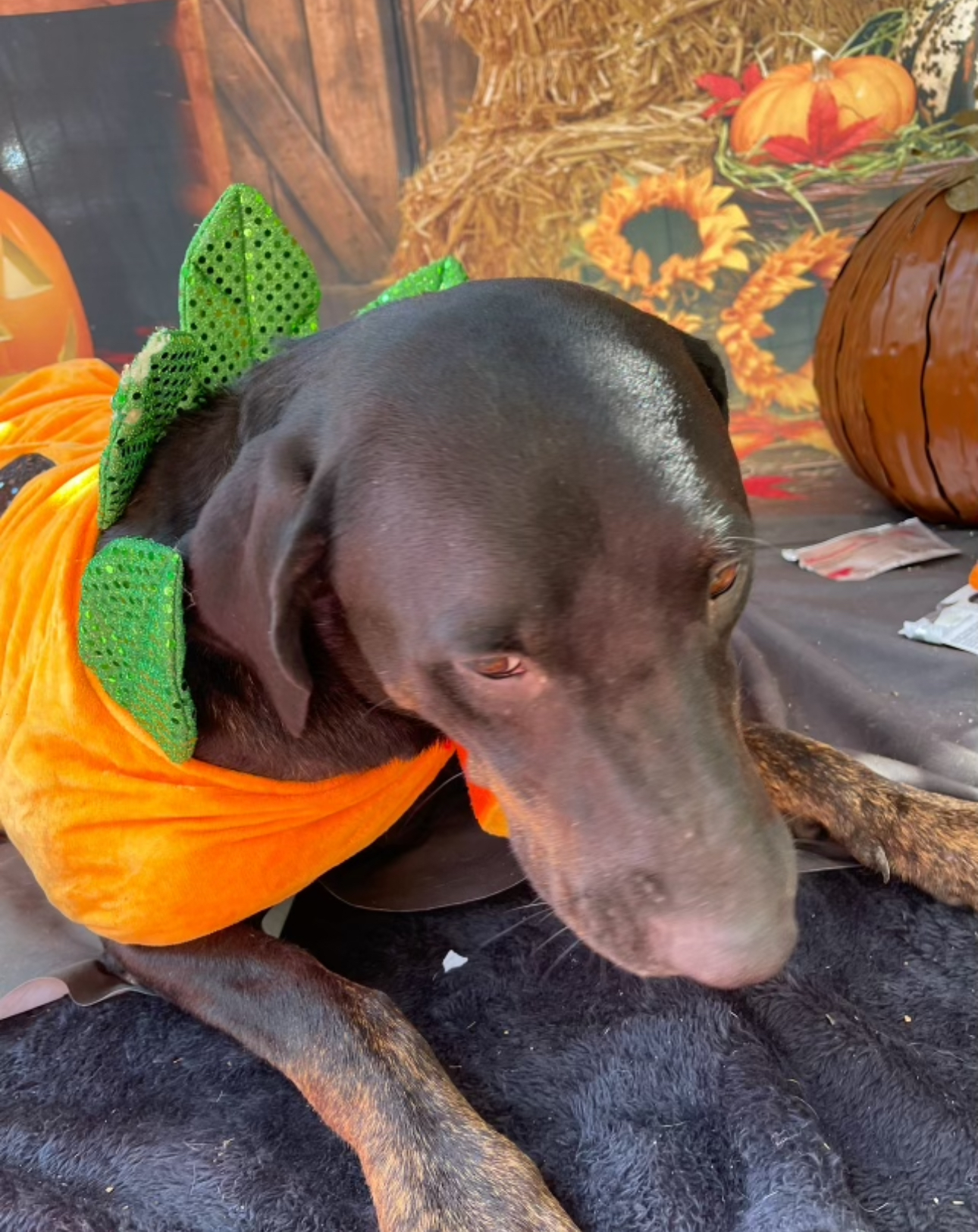 Brutus, a Adoptable mixed breed in Louise, TX image 5/8