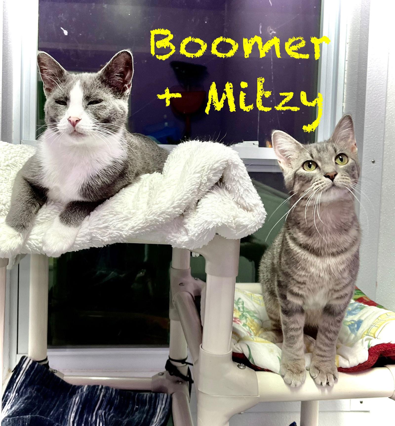 Enlarge Mitzy, a Adopted Domestic Short Hair in Estherville, IA image 1/3
