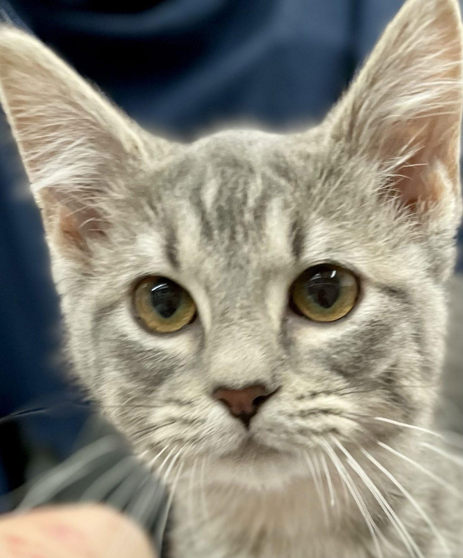 Enlarge Mitzy, a Adopted Domestic Short Hair in Estherville, IA image 2/3