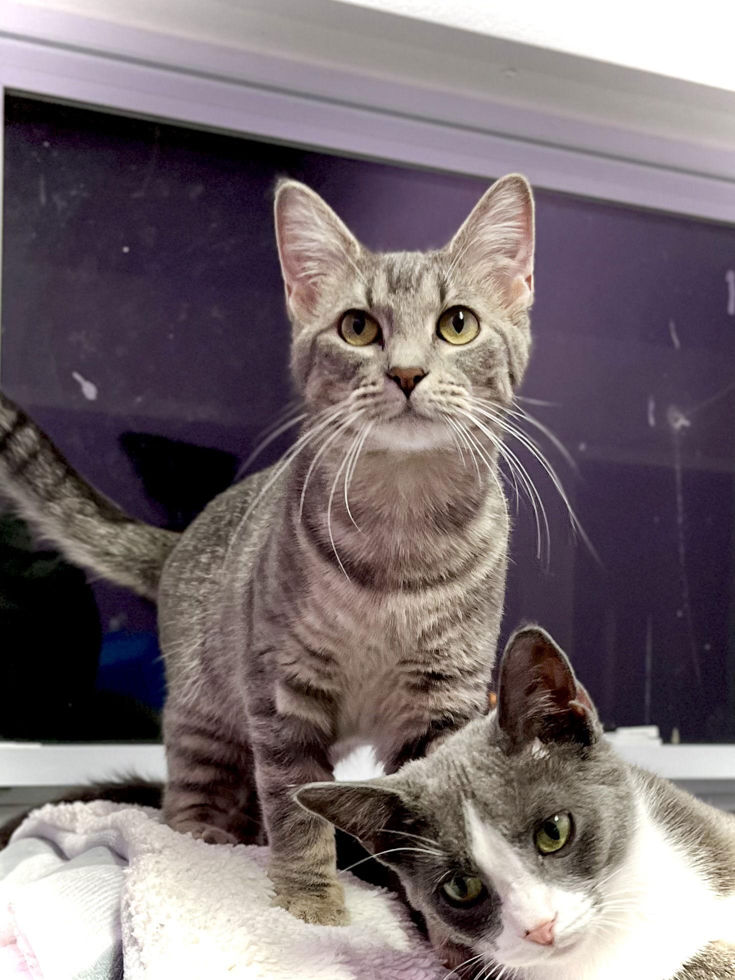 Enlarge Mitzy, a Adopted Domestic Short Hair in Estherville, IA image 3/3