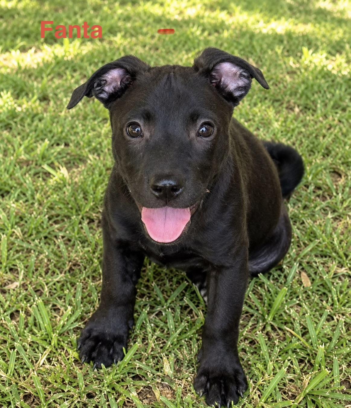 Fanta, adoptable, Puppy Female Hound.