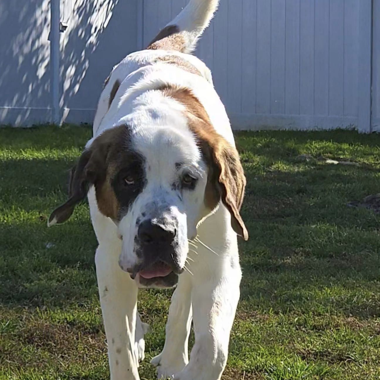 Dog for adoption Missy, a Saint Bernard in Madison, WI Petfinder