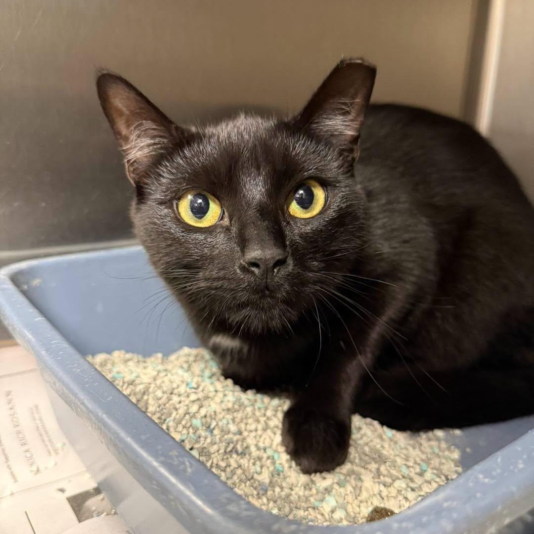 Enlarge Cedar, a Adoptable Domestic Short Hair in Exeter, RI image 2/2