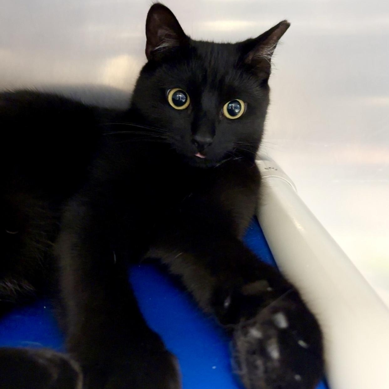 Cedar, Adoptable, Young Male Domestic Short Hair.