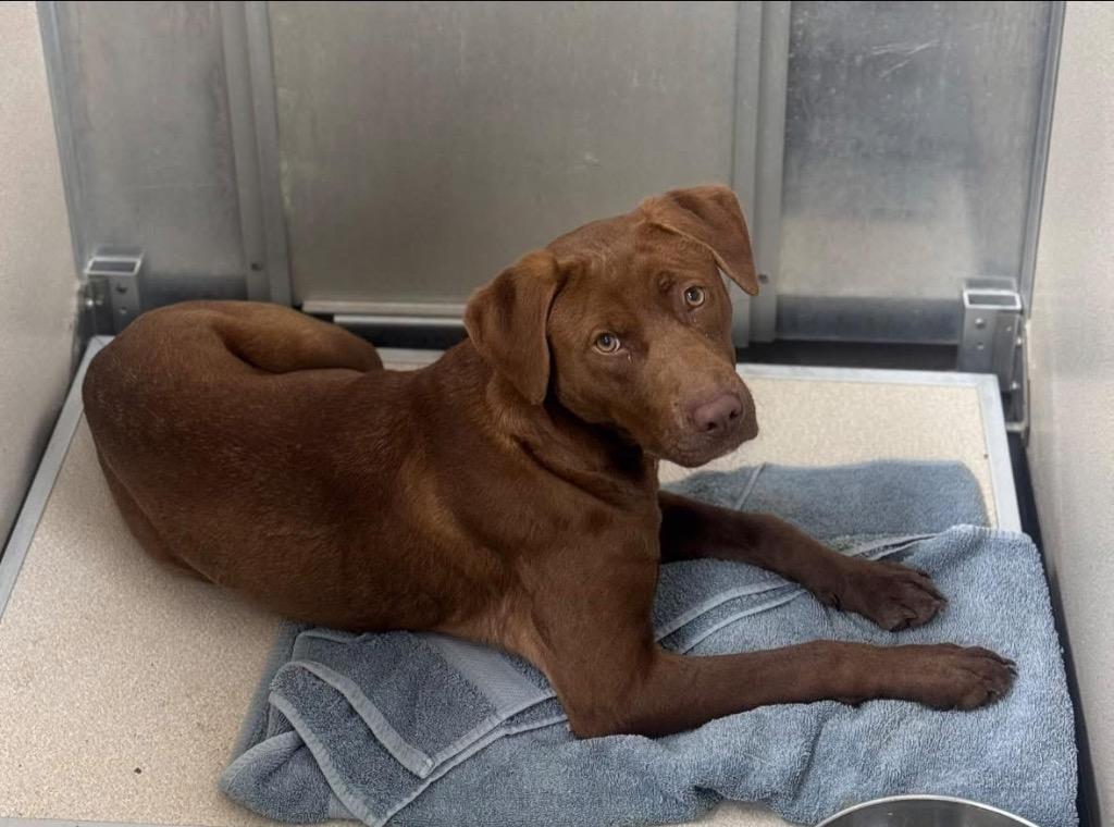 Ace, Adoptable, Young Male Labrador Retriever.