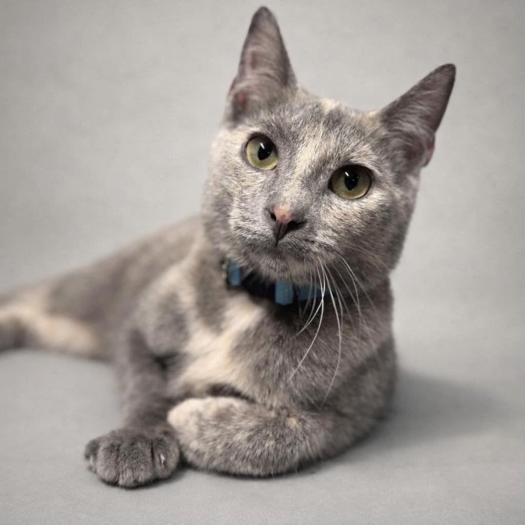 Enlarge Buttercup, a ADOPTABLE Domestic Short Hair in Rixeyville, VA image 1/3