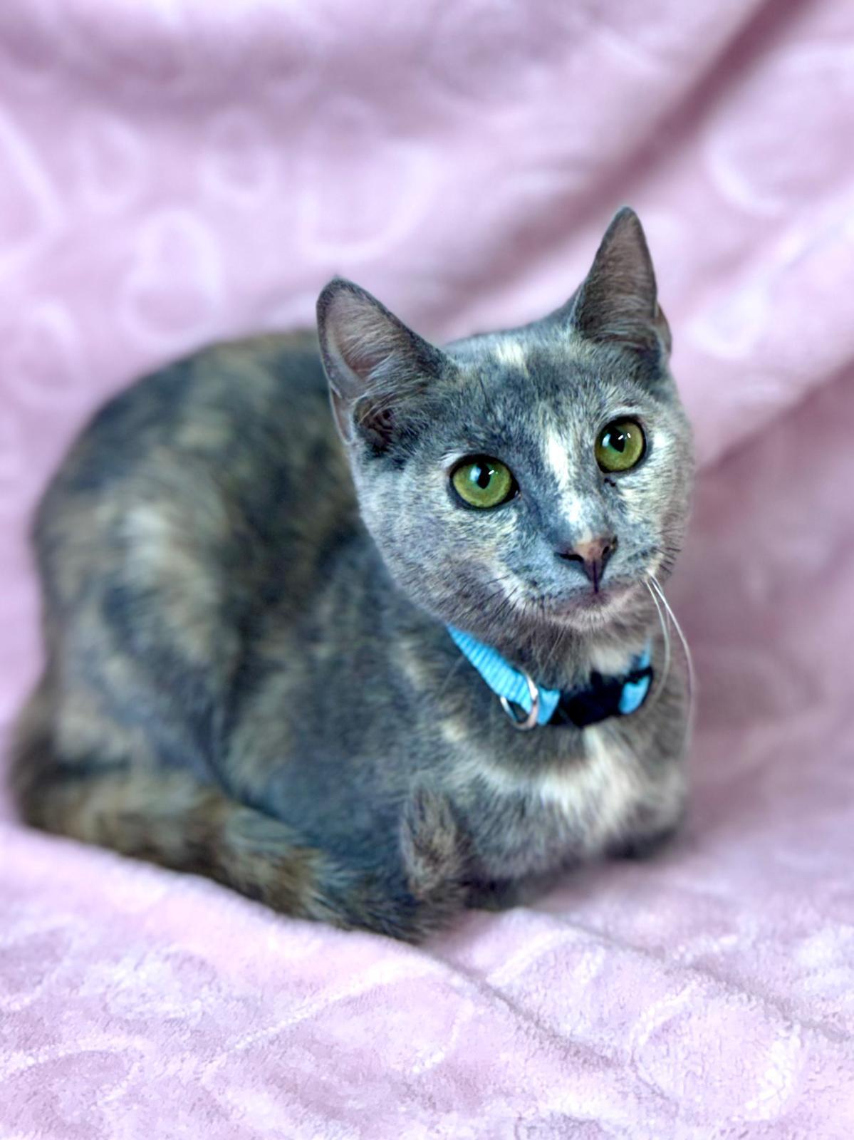 Enlarge Buttercup, a ADOPTABLE Domestic Short Hair in Rixeyville, VA image 2/3