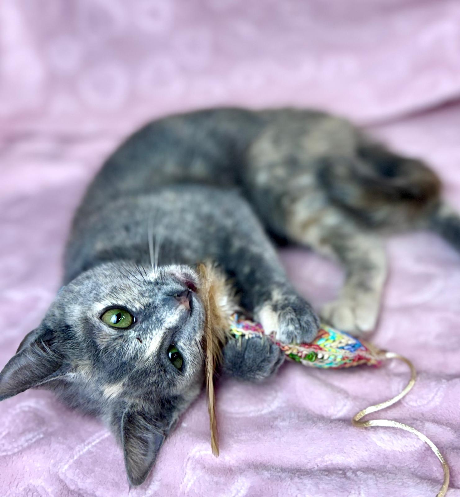 Enlarge Buttercup, a ADOPTABLE Domestic Short Hair in Rixeyville, VA image 3/3