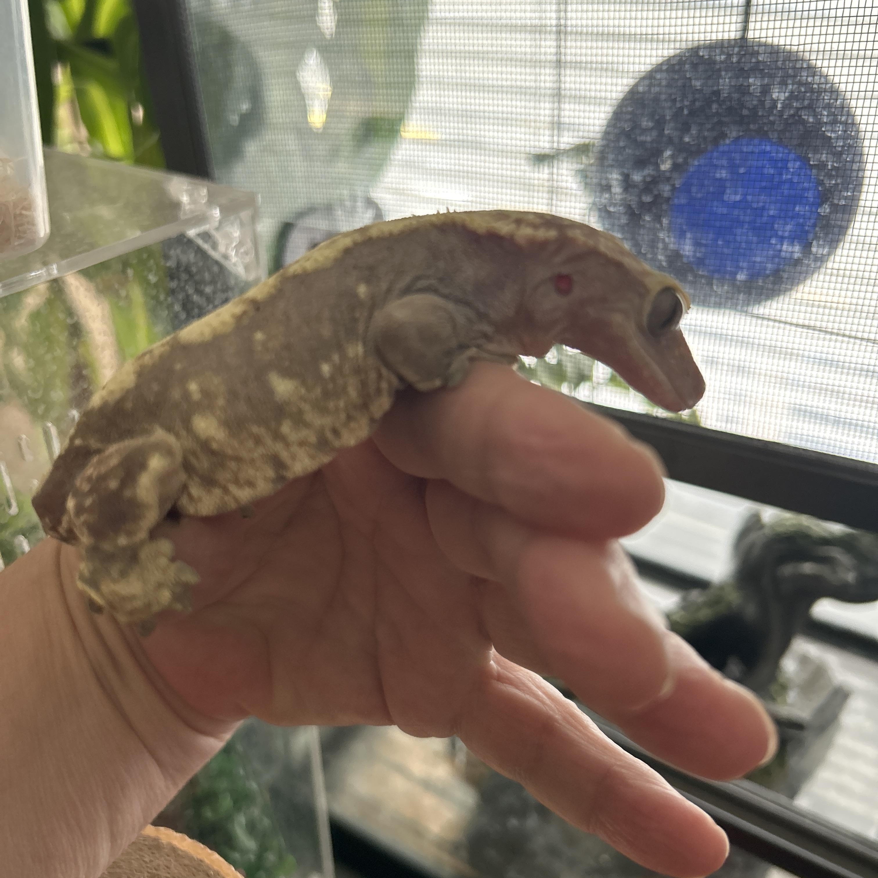 Enlarge Crested Gecko with Frog Hiney, a Adopted Gecko in Concord, CA image 2/3