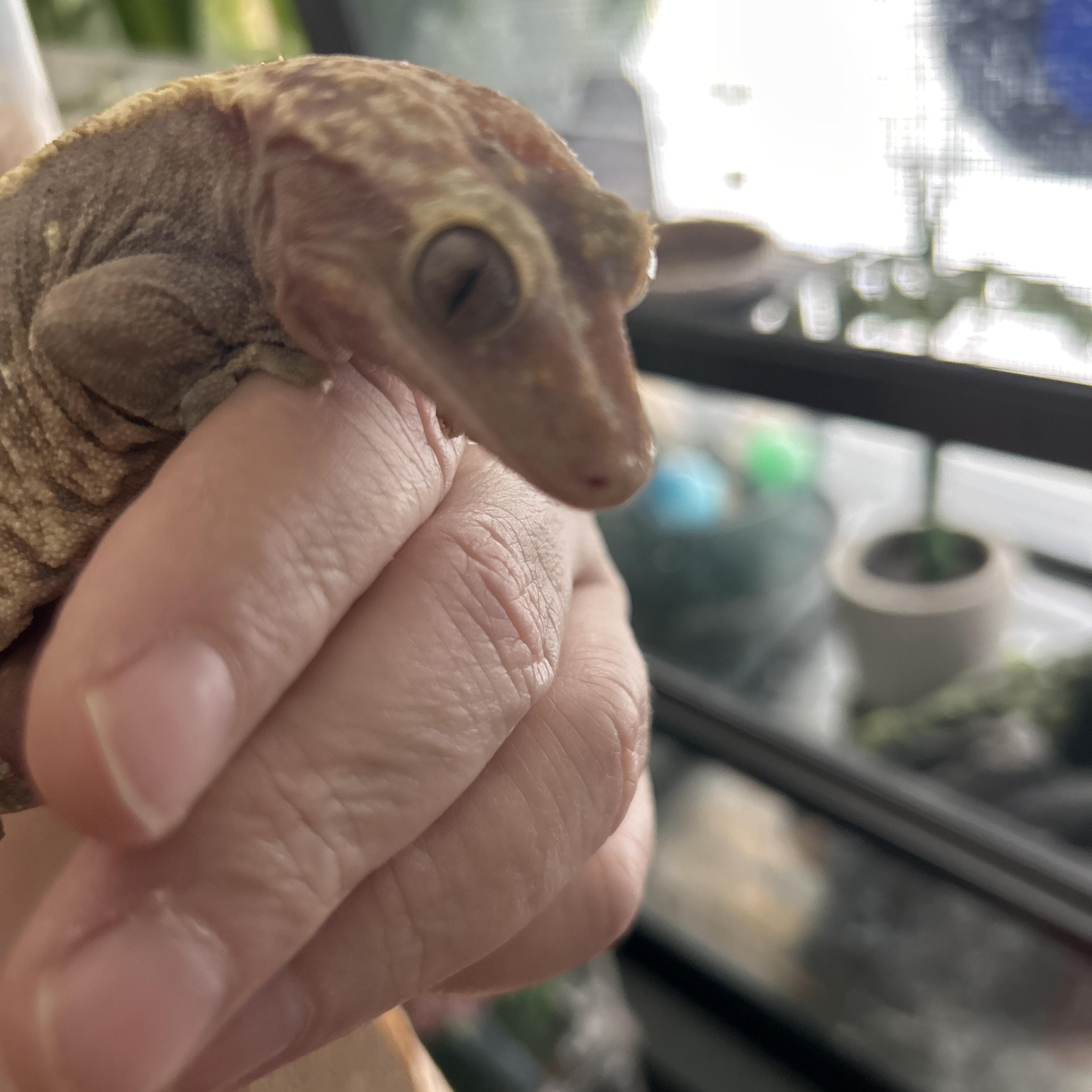 Crested Gecko with Frog Hiney, Adopted, Young Unknown Gecko.
