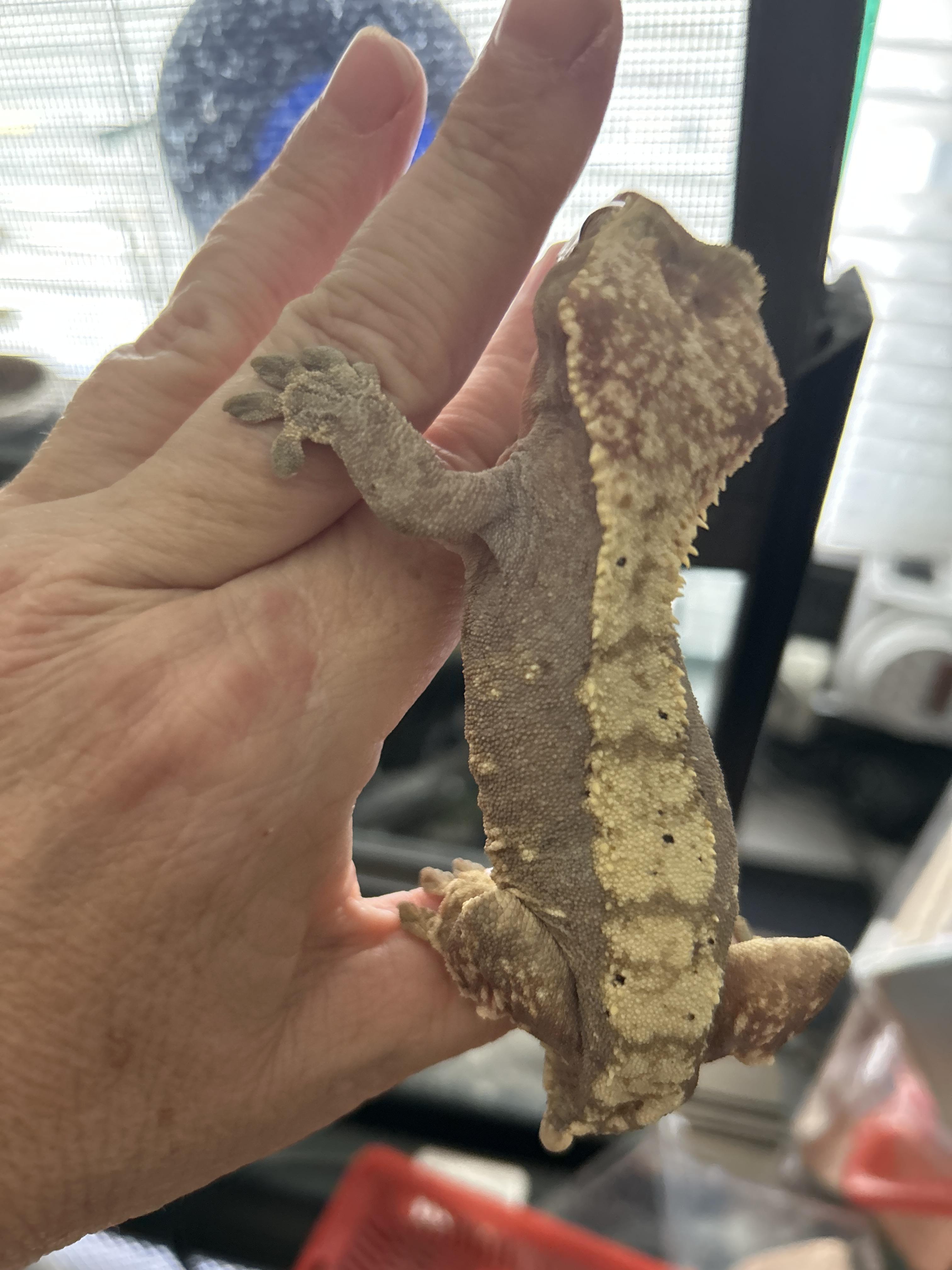 Enlarge Crested Gecko with Frog Hiney, a Adopted Gecko in Concord, CA image 3/3