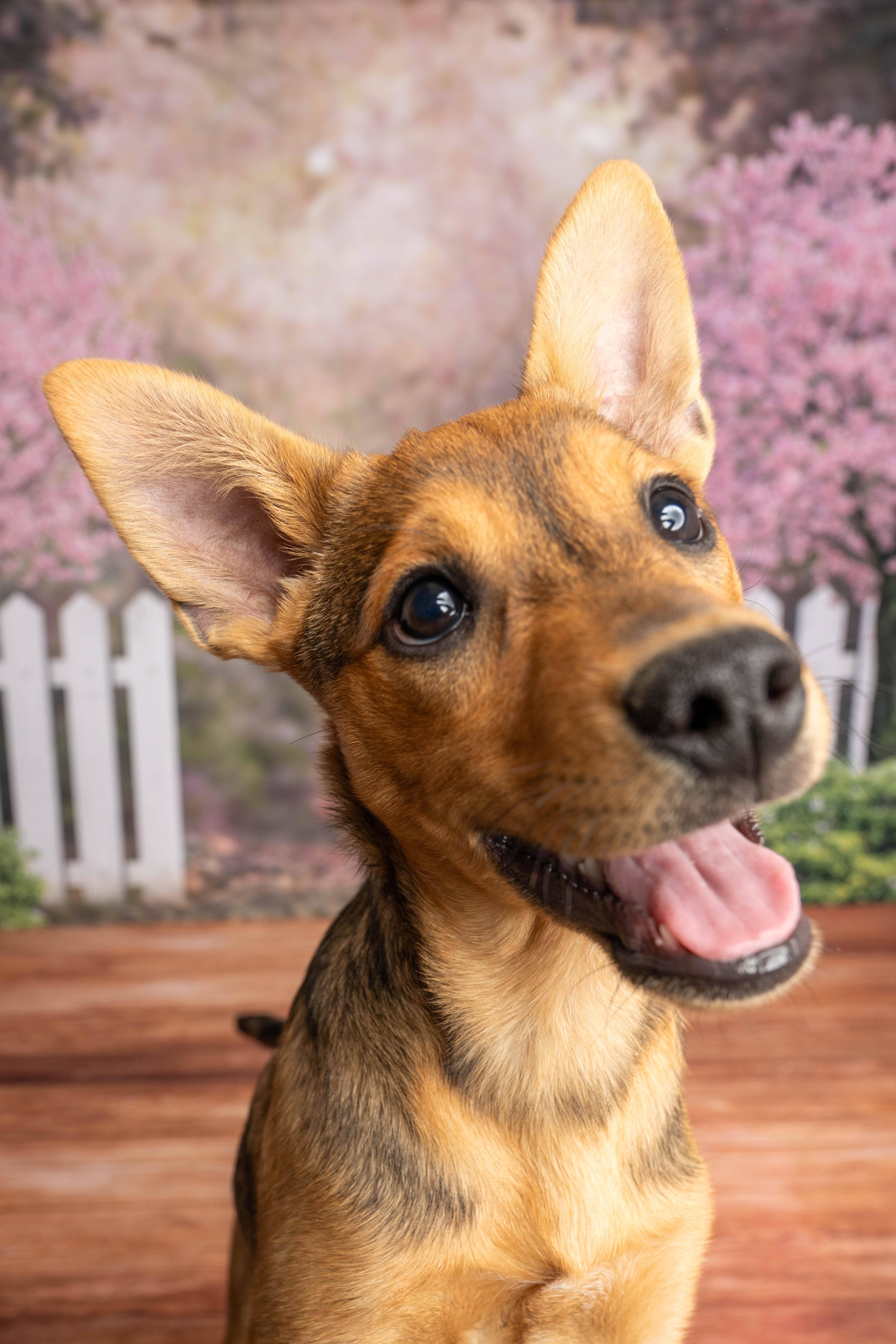 Enlarge Rhett, a ADOPTABLE Mixed Breed in Rock Springs, WY image 4/4