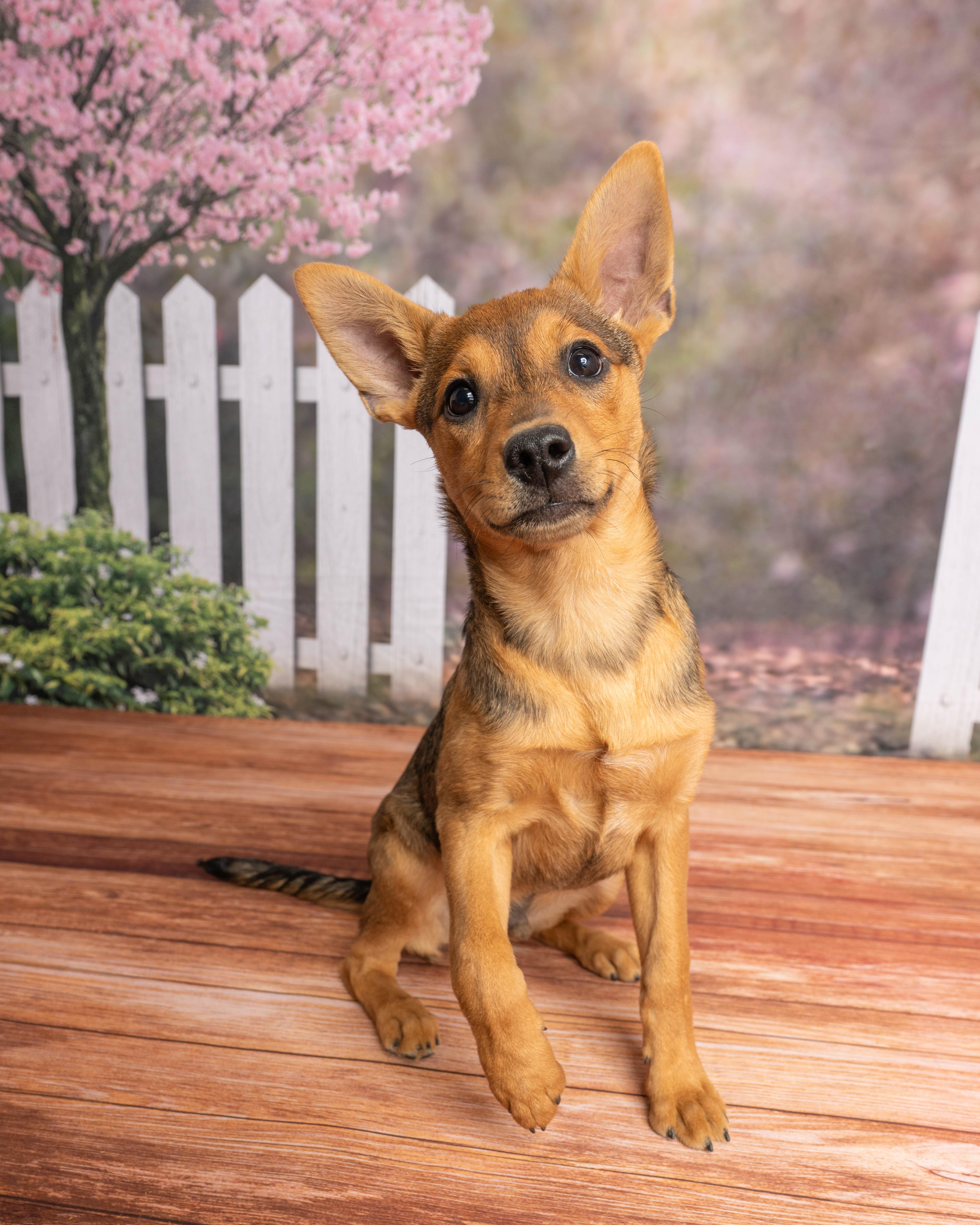 Rhett, ADOPTABLE, Young Male Mixed Breed.