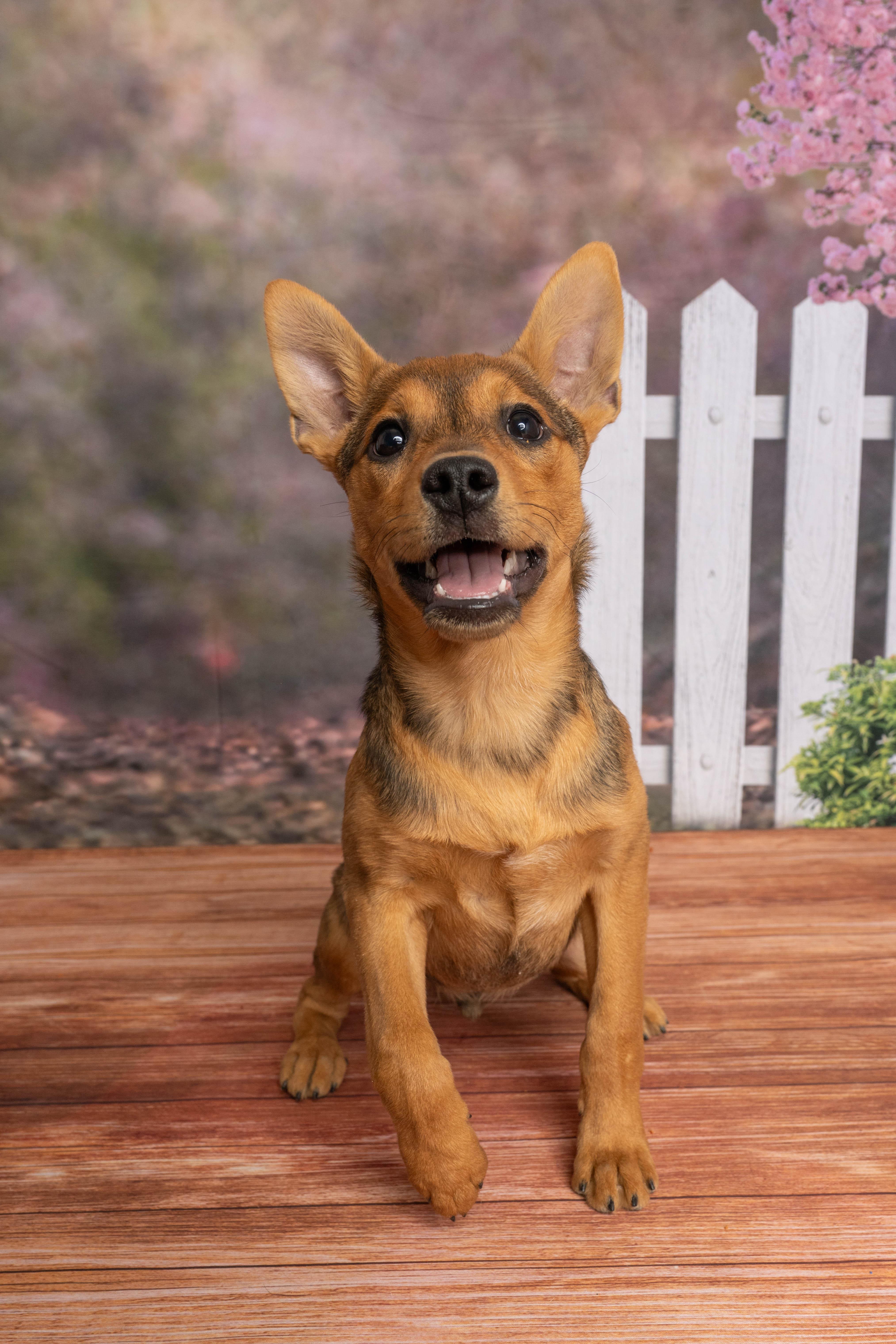 Enlarge Rhett, a ADOPTABLE Mixed Breed in Rock Springs, WY image 3/4